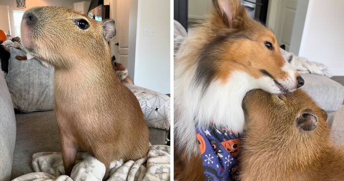 Astoundingly Adorable Capybara Loves To Snooze In Sunbeams And Play With Her Furrends