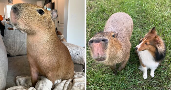 Meet Pumpkin, The Astoundingly Adorable Capybara Who Loves To Chill And Play With Her Furrends