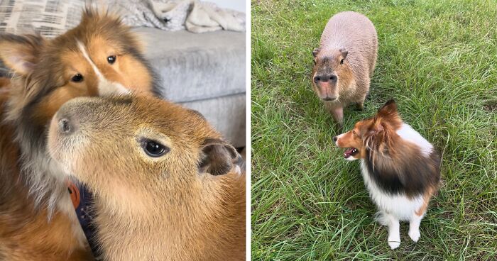 This Astoundingly Adorable Capybara Named Pumpkin Is Melting Hearts All Over The Internet