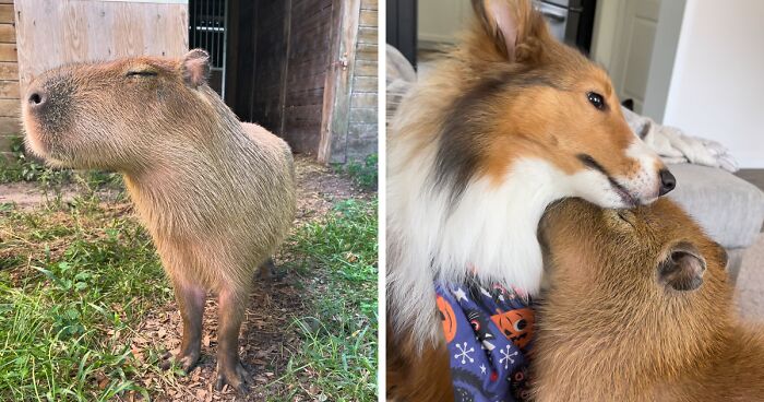 This Astoundingly Adorable Capybara Named Pumpkin Is Melting Hearts All Over The Internet