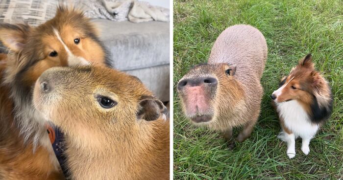 Meet Pumpkin, The Capybara Who Loves Blankets, Pool Time And Chilling With Her Furrends