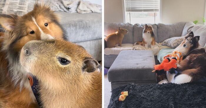 Meet The Astoundingly Adorable Capybara And Her Furrends From Dark Wings Wildlife