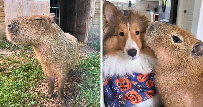 This Astoundingly Adorable Capybara Named Pumpkin Is Melting Hearts All Over The Internet