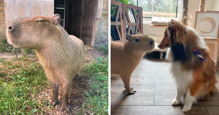 This Astoundingly Adorable Capybara Named Pumpkin Is Melting Hearts All Over The Internet