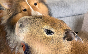 This Astoundingly Adorable Capybara Named Pumpkin Is Melting Hearts All Over The Internet