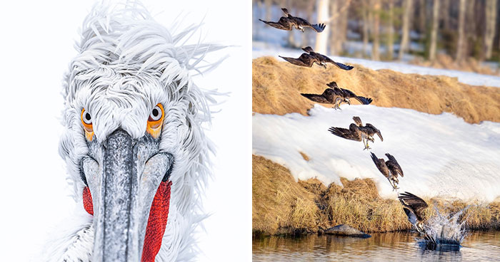 Finland’s Birds Captured In 60 Breathtaking Up-Close Images By Tom Nickels