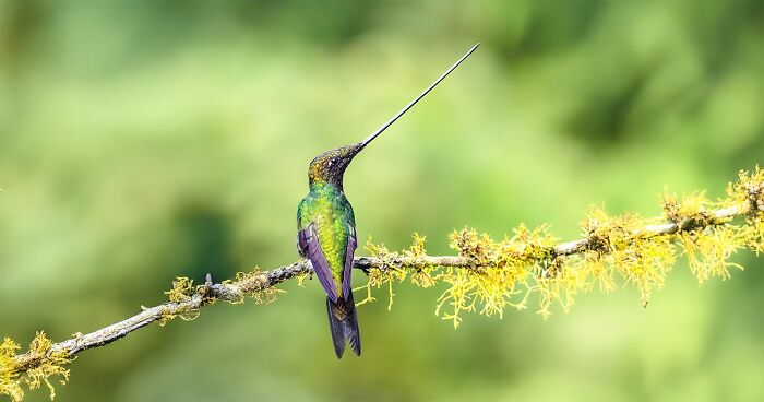 Birds Of Finland: 60 Stunning Images By Photographer Tom Nickels