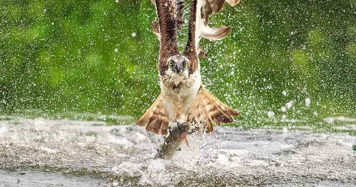 Finland’s Birds Captured In 60 Breathtaking Up-Close Images By Tom Nickels