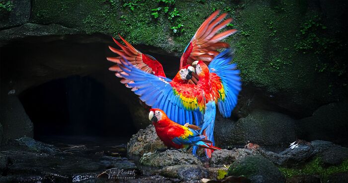 Photographer Tom Nickels Shares 60 Stunning Images Of Finland’s Birdlife