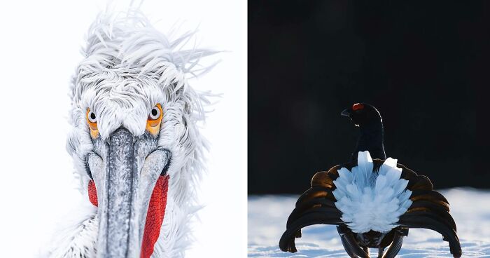 60 Images Of Finland’s Avian Wildlife Captured By Tom Nickels