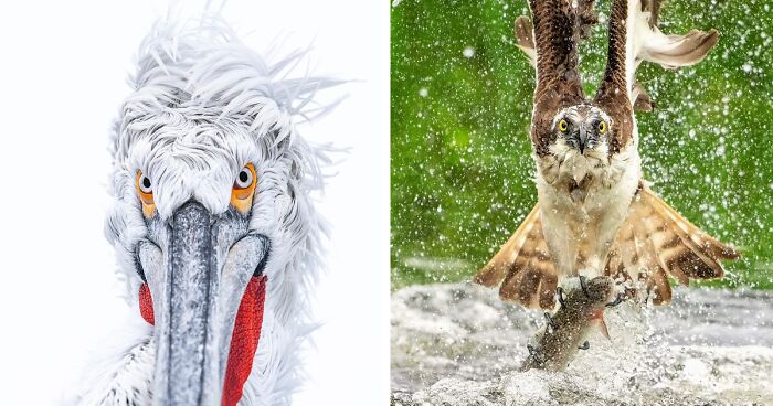 60 Photos Showcasing Finland’s Avian Beauty Through Tom Nickels’ Lens