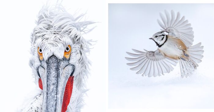 60 Images Of Finland’s Birds In Their Natural Habitat By Tom Nickels