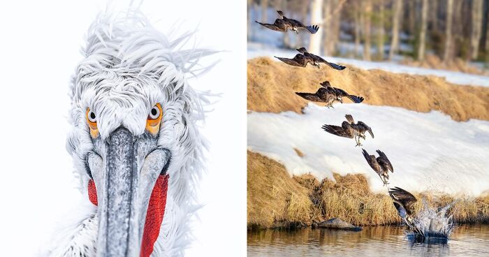 Birds Of Finland: 60 Stunning Images By Photographer Tom Nickels