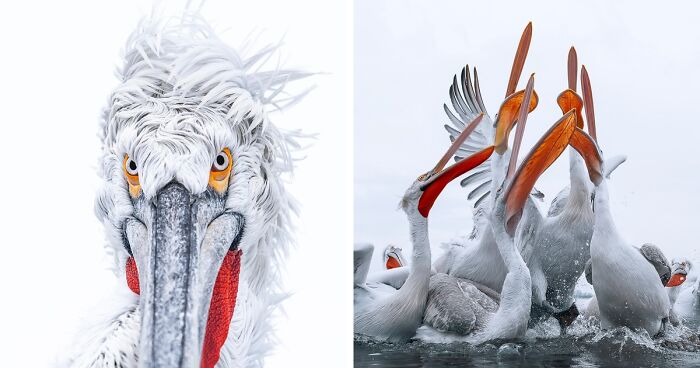 Birds Of Finland: 60 Stunning Images By Photographer Tom Nickels