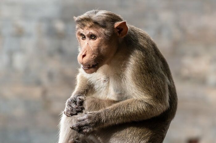 43 Monkeys Escape Research Facility, Police Issue Strict Warning: "They Don't Belong To You"