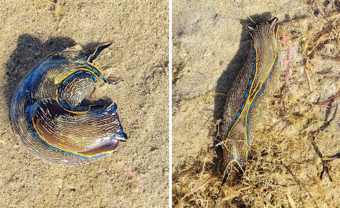 Found These Beautiful Little Creatures At Tecolote Beach Today