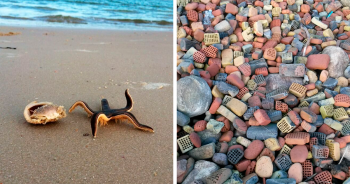 111 Times People Found Interesting And Bizarre Things At The Beach (New Pics)