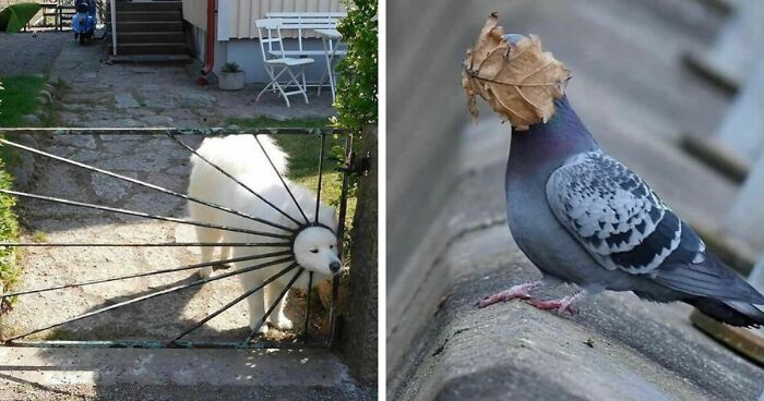 80 Times People Spotted Animals Doing Silly Stuff And Just Had To Take Pics (Best Of All Time)