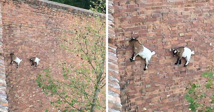 80 ‘Best Of All Time’ Pics Of Animals Simply Enjoying Life, As Shared On This Instagram Account