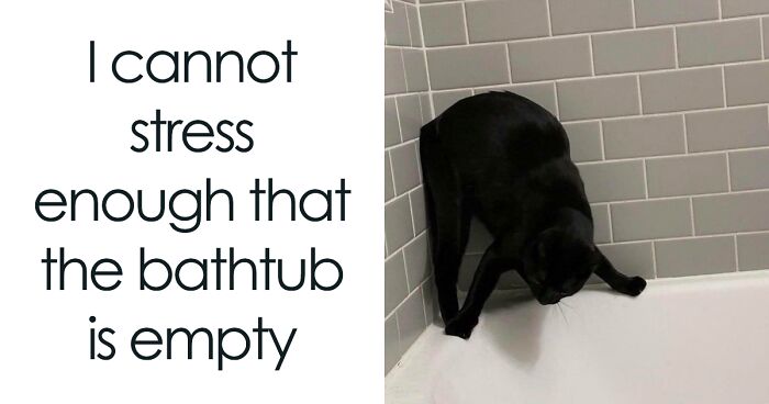 50 Memes That Cat Owners Might Find Relatable