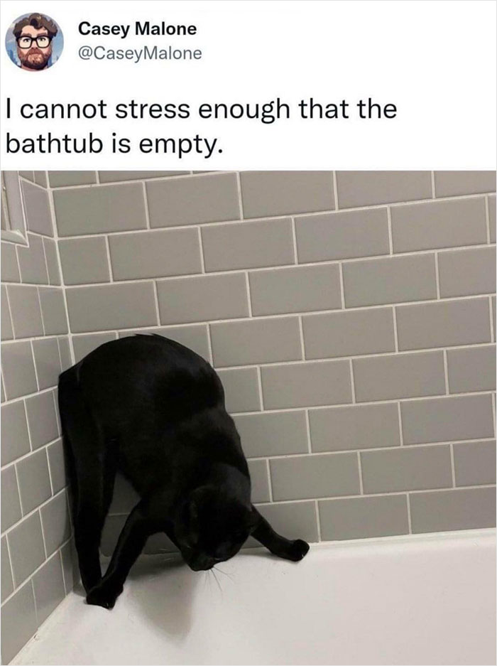 Cat-Memes-Meow-Irl