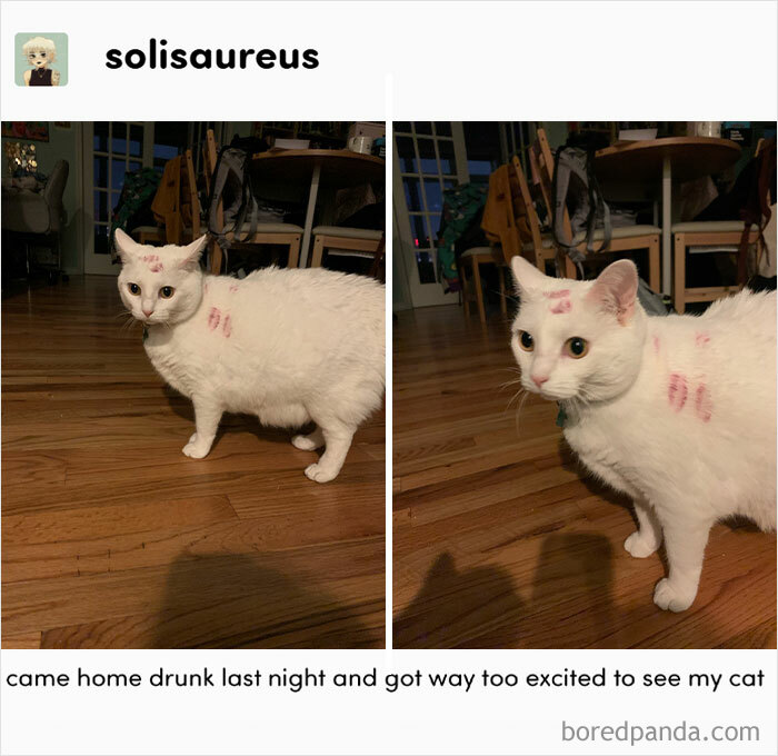 Cat-Memes-Meow-Irl