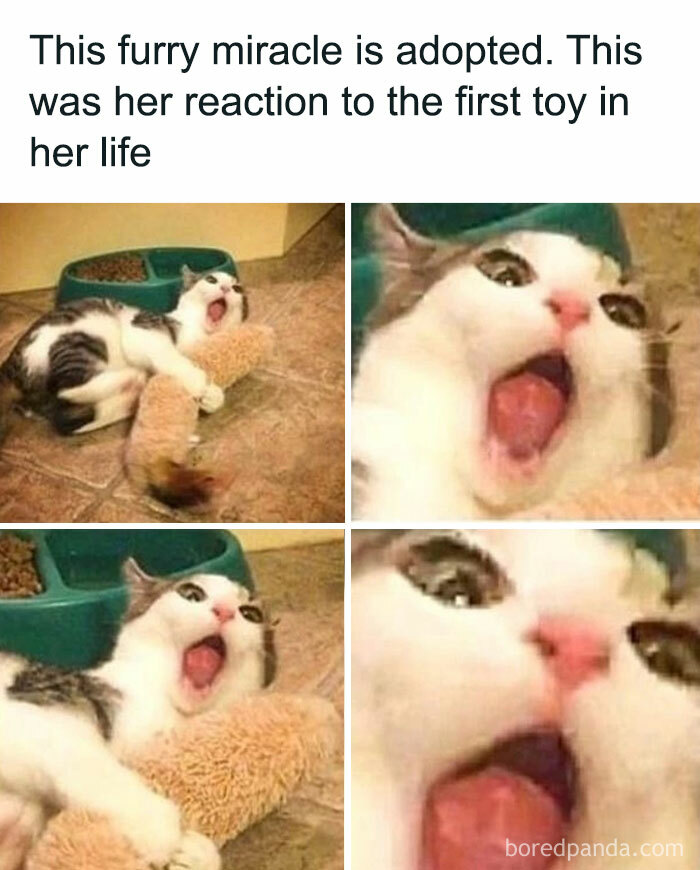 Cat-Memes-Meow-Irl