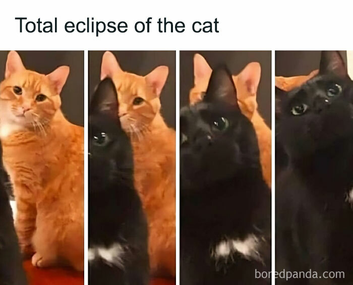 Cat-Memes-Meow-Irl