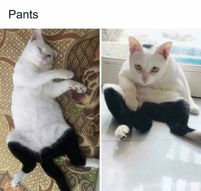 Cat-Memes-Meow-Irl