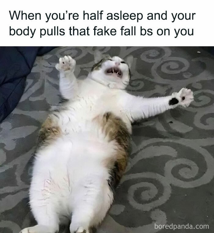 Cat-Memes-Meow-Irl