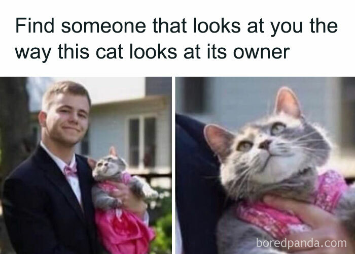 Cat-Memes-Meow-Irl