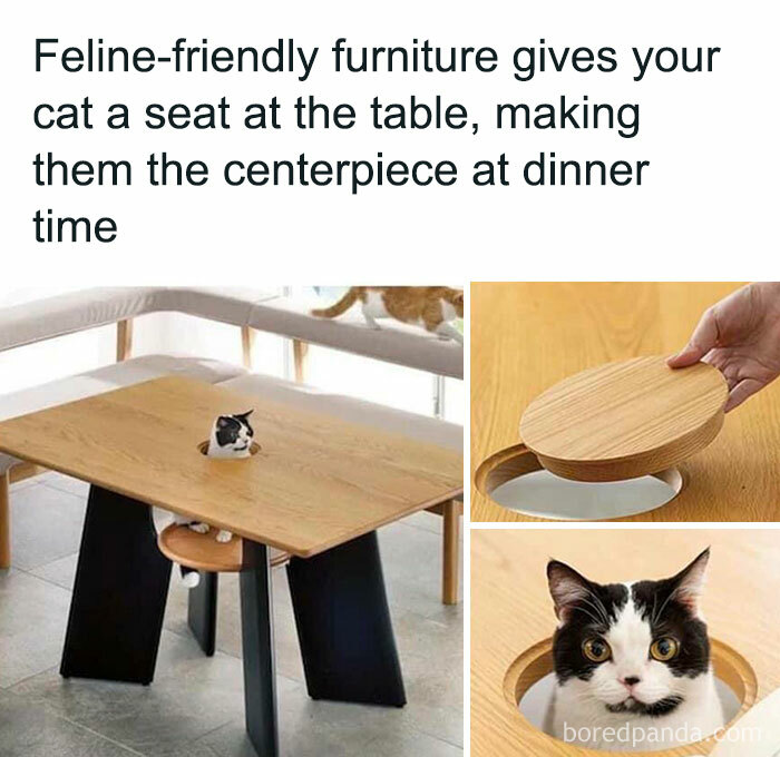 Cat-Memes-Meow-Irl