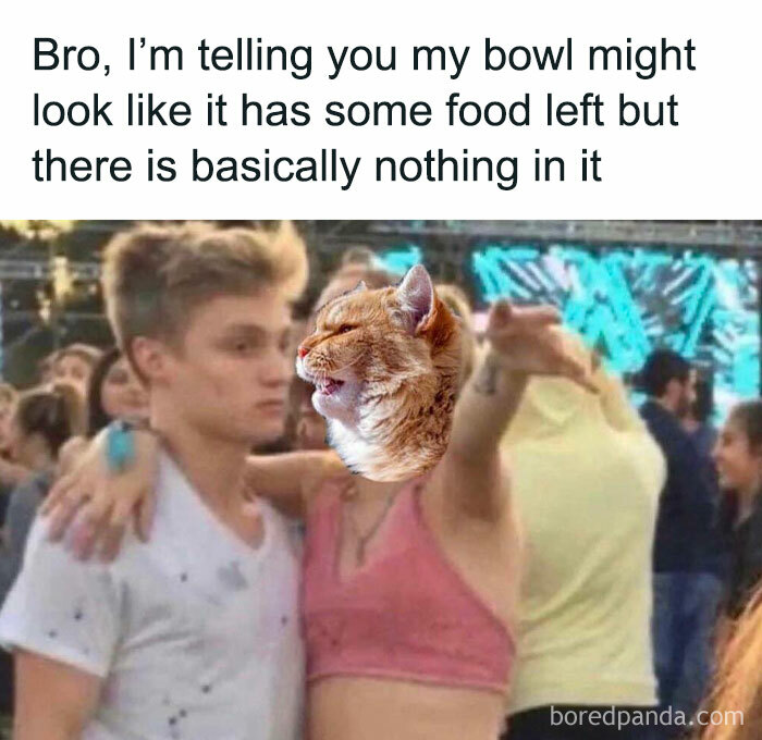 Cat-Memes-Meow-Irl