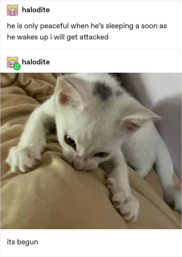 Cat-Memes-Meow-Irl