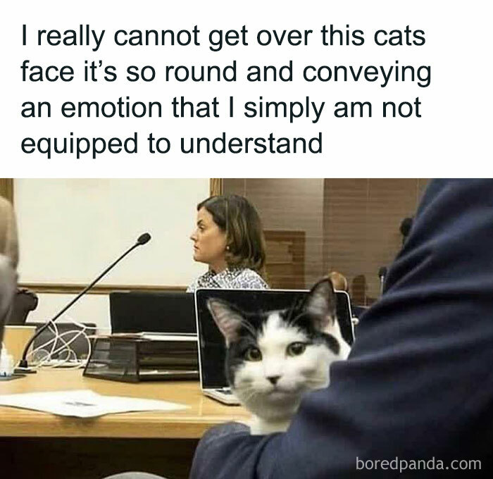 Cat-Memes-Meow-Irl