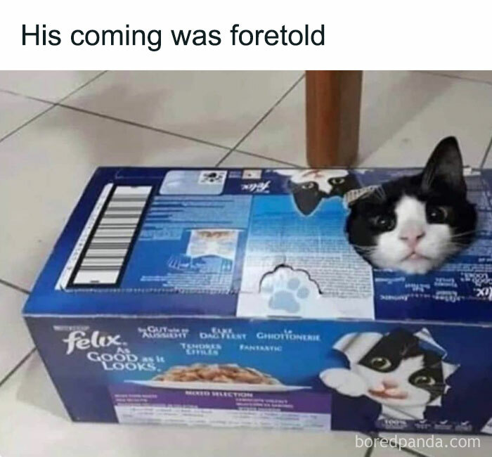 Cat-Memes-Meow-Irl