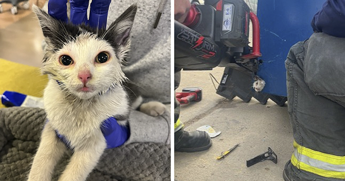 People Online Are Thankful To These Rescuers Who Successfully Saved Kitten Stuck In A Huge Dumpster