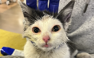 Kitty Trapped In Dumpster Gets Rescued By Firefighters With Heavy Machinery, And Netizens Are Happy