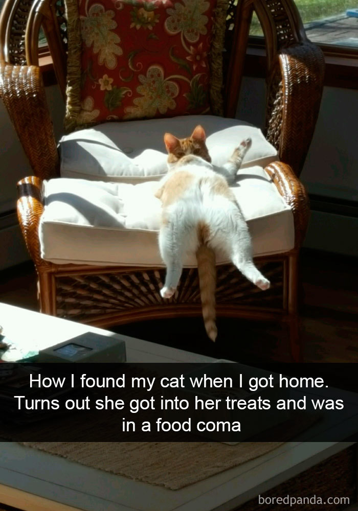 Cats-Being-Funny