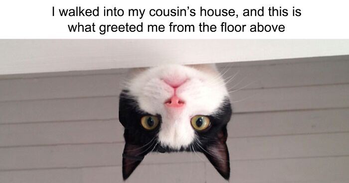 ‘I Love Meow’: 90 Pics That Capture Cats' Funniest, Cuddliest Moments