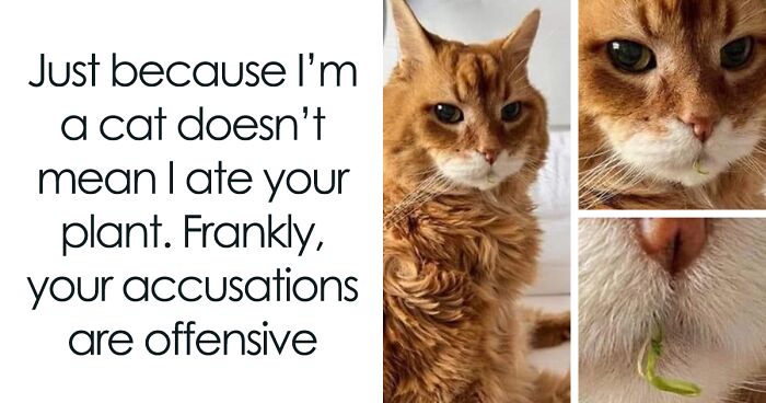 This FB Page Is Thriving With Hilarious And Cute Cat Pics, Here Are 90 Of The Most Adorable