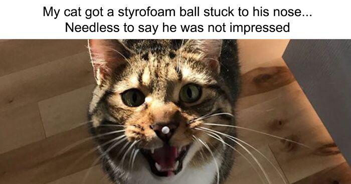 50 Cat Pics From The Online Group Dedicated To Raising People’s Spirits One Kitty At A Time