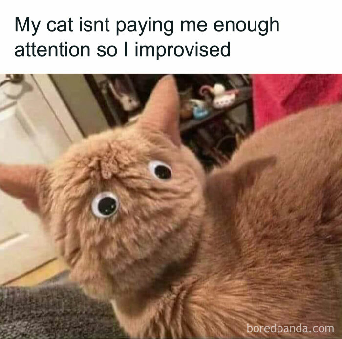 Cats-Being-Funny