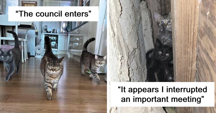 99 Times People Stumbled Upon Cats Having A Meeting And Had To Take A Pic