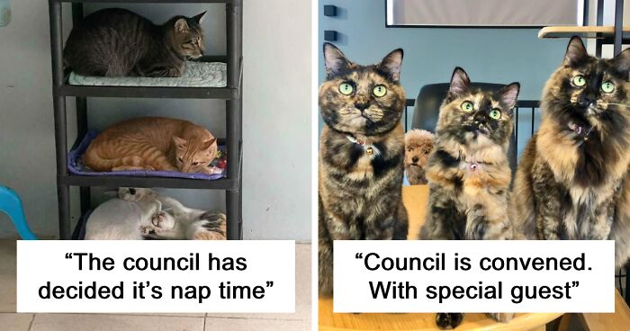 99 Hilarious Yet Threatening Pics Of ‘Groups Of Cats Taking Over The World’