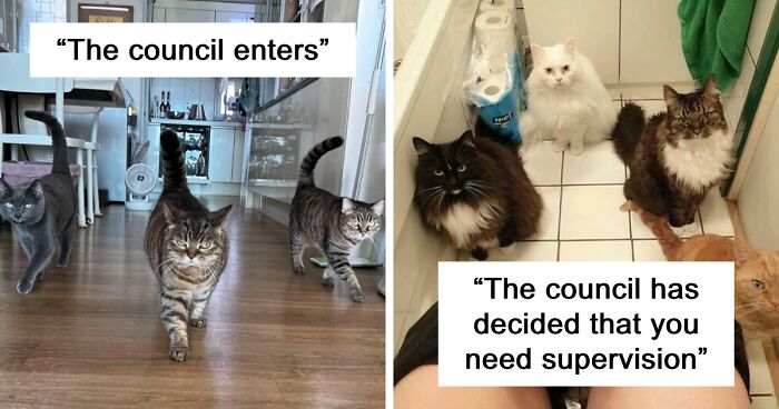 99 Cat Group Photos That Show They’re Taking Over, One Paw At A Time