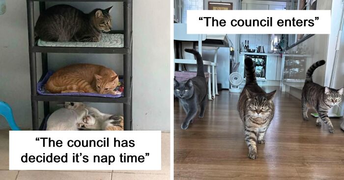 “The Council Requires Snackies”: 99 Hilarious Pics Of Cats Grouping Together