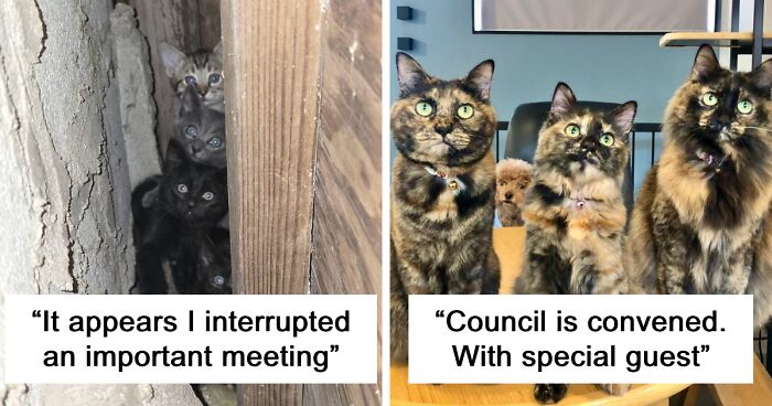 99 Pics Of Cats That Called For A Council Meeting To Decide Your Fate