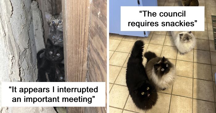 This Online Group Is The Meeting Spot For The ‘Council Of Cats,’ Here Are 99 Pics