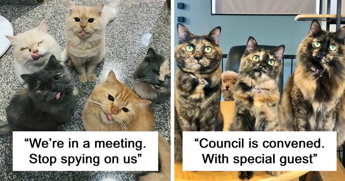 99 Adorable Photos Of ‘Councils Of Cats’